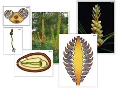 Модель-аппликация "Размножение сосны" (ламинированная) - fgospostavki.ru - Королёв
