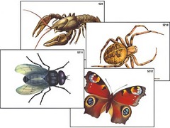 Модель-аппликация "Разнообразие беспозвоночных" (ламинированная) - fgospostavki.ru - Королёв