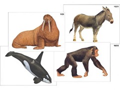 Модель-аппликация "Разнообразие высших хордовых 2. Млекопитающие" (ламинированная) - fgospostavki.ru - Королёв