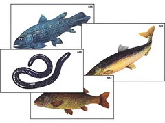Модель-аппликация "Разнообразие низших и высших хордовых" (ламинированная) - fgospostavki.ru - Королёв