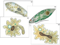 Модель-аппликация "Строение и разнообразие простейших" (ламинированная) - fgospostavki.ru - Королёв