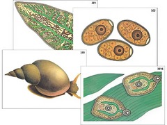 Модель-аппликация "Циклы развития печеночного сосальщика и бычьего цепня" (ламинированная) - fgospostavki.ru - Королёв