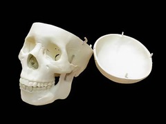 Модель "Череп человека" - fgospostavki.ru - Королёв