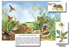 Магнитный плакат-аппликация "Луг: биоразнообразие и взаимосвязи в сообществе" - fgospostavki.ru - Королёв