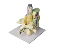 Модель части позвоночника человека - fgospostavki.ru - Королёв