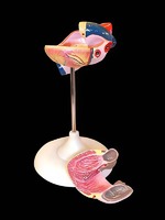 Модель сердца (лабораторная) - fgospostavki.ru - Королёв