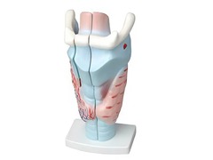 Модель гортани в разрезе - fgospostavki.ru - Королёв