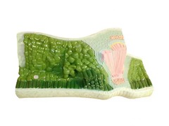 Модель строения листа - fgospostavki.ru - Королёв