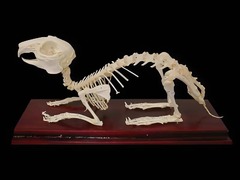 Скелет кролика - fgospostavki.ru - Королёв