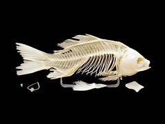 Скелет костистой рыбы - fgospostavki.ru - Королёв