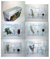 Коллекция "Голосеменные растения" - fgospostavki.ru - Королёв