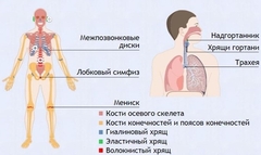 Интерактивные курсы. Биология 9 класс. Базовый. - fgospostavki.ru - Королёв
