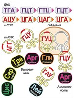 Модель-аппликация Биосинтез белка - fgospostavki.ru - Королёв