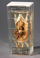 Влажный препарат "Внутреннее строение крысы" - fgospostavki.ru - Королёв