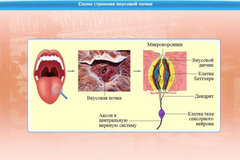 Интерактивные курсы. Биология 10 класс. Базовый. - fgospostavki.ru - Королёв