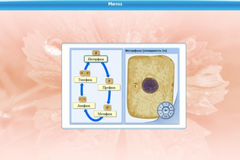 Интерактивные курсы. Биология 6 класс. Базовый - fgospostavki.ru - Королёв