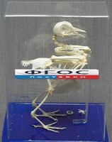 Скелет голубя - fgospostavki.ru - Королёв