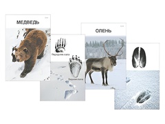 Комплект дидактических карточек "Следы на снегу" - fgospostavki.ru - Королёв
