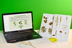 Гербарий натурально-интерактивный "Морфология растений" - fgospostavki.ru - Королёв