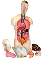 Торс человека разборный (42 см.) - fgospostavki.ru - Королёв