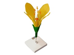 Модель цветка капусты - fgospostavki.ru - Королёв