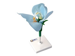 Модель цветка гороха - fgospostavki.ru - Королёв