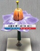 Модель "Цветок картофеля" - fgospostavki.ru - Королёв