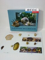Коллекция "Раковины моллюсков" - fgospostavki.ru - Королёв