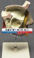 Модель "Разрез носоглотки" - fgospostavki.ru - Королёв