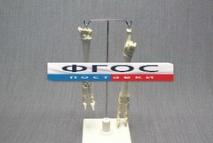 Скелет конечности овцы (передняя и задняя) на подставке - fgospostavki.ru - Королёв