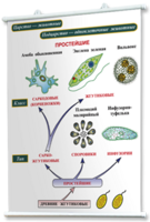 Плакаты по биологии для оформления кабинета. - fgospostavki.ru - Королёв