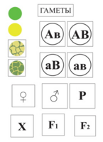 Модель-аппликация Дигибридное скрещивание и его цитологические основы - fgospostavki.ru - Королёв