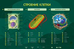 Электрифицированный стенд "Строение клетки" с маркерными полями - fgospostavki.ru - Королёв