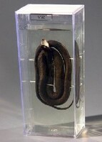 Влажный препарат "Уж" - fgospostavki.ru - Королёв