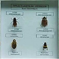Коллекция энтомологическая "Представители отряда насекомых" - fgospostavki.ru - Королёв