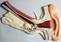 Модель барельефная "Ухо человека" (часть 1) - fgospostavki.ru - Королёв