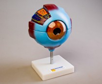 Модели - fgospostavki.ru - Королёв