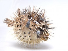 Натуральные объекты - fgospostavki.ru - Королёв