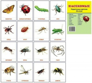 Раздаточные карточки "Насекомые" - fgospostavki.ru - Королёв