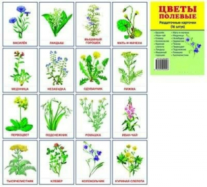 Раздаточные карточки "Цветы полевые" - fgospostavki.ru - Королёв