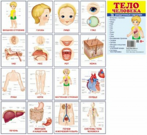 Раздаточные карточки "Тело человека" - fgospostavki.ru - Королёв