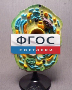 Модель "Клетка растения" - fgospostavki.ru - Королёв