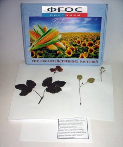 Гербарий "Сельскохозяйственные растения" (28 видов) - fgospostavki.ru - Королёв