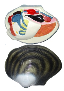 Модель "Беззубка" (двустворчатый моллюск) - fgospostavki.ru - Королёв