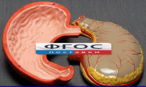 Модель "Желудок" - fgospostavki.ru - Королёв