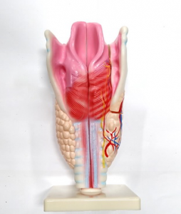 Модель "Гортань" - fgospostavki.ru - Королёв