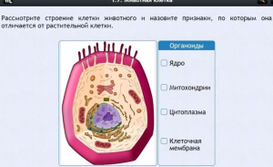 Интерактивные курсы. Биология 8 класс. Базовый - fgospostavki.ru - Королёв