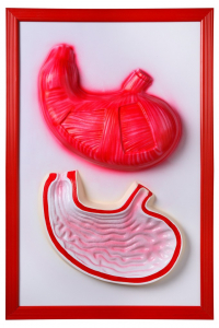 Барельефная модель "Желудок" - fgospostavki.ru - Королёв