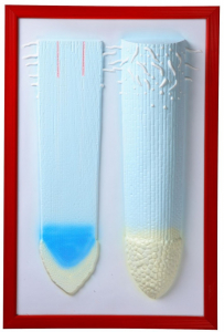 Барельефная модель "Клеточное строение корня" - fgospostavki.ru - Королёв