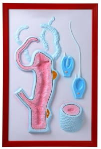 Барельефная модель "Строение гидры" - fgospostavki.ru - Королёв